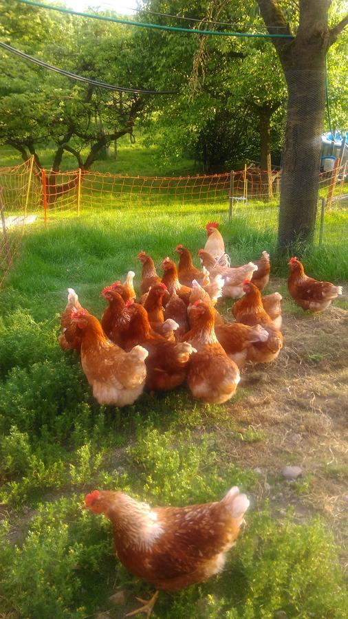 مبيت وإفطار Embrach S'Husli المظهر الخارجي الصورة